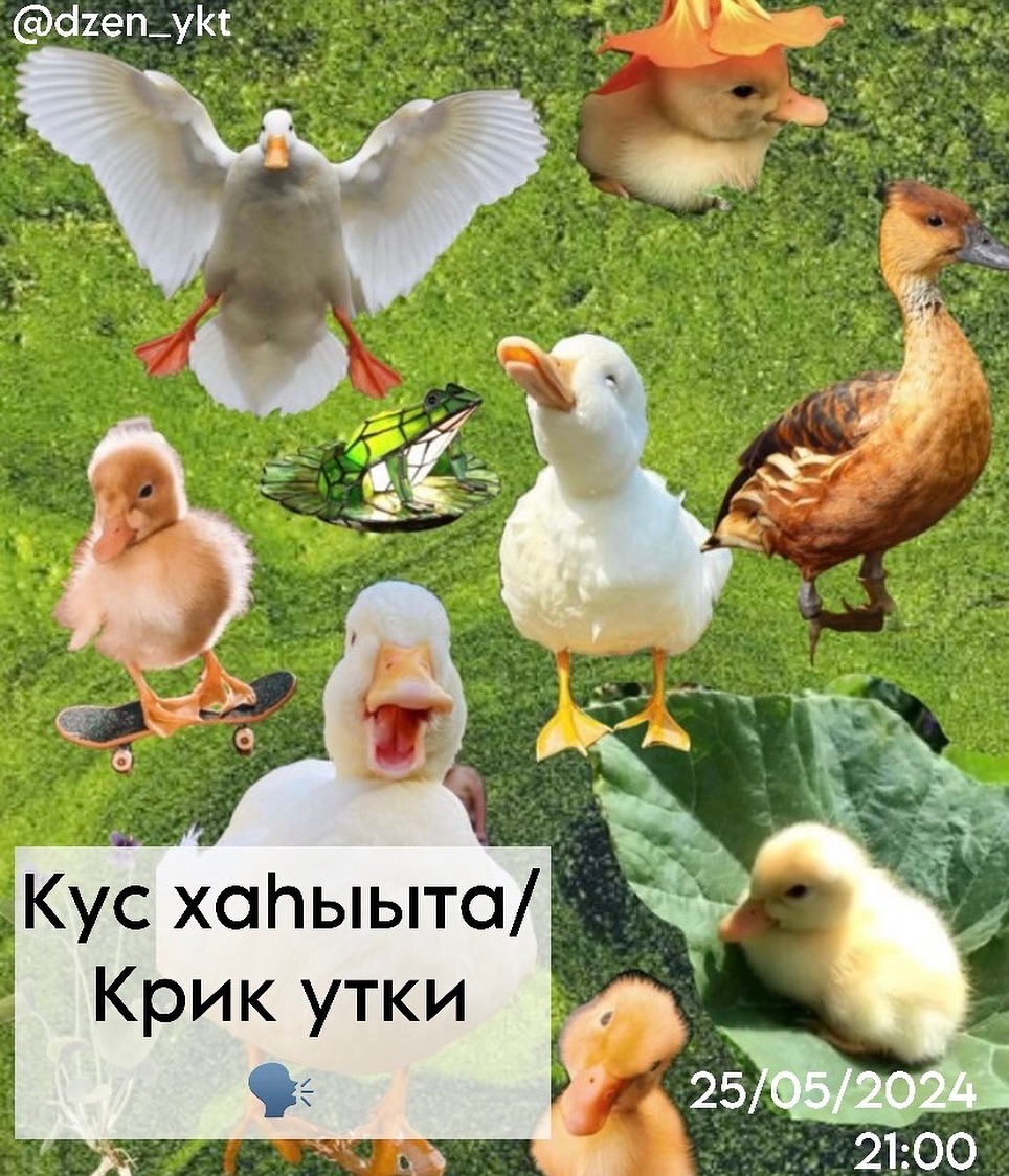 Кус хаhыыта/Крик утки | AfishaYkt